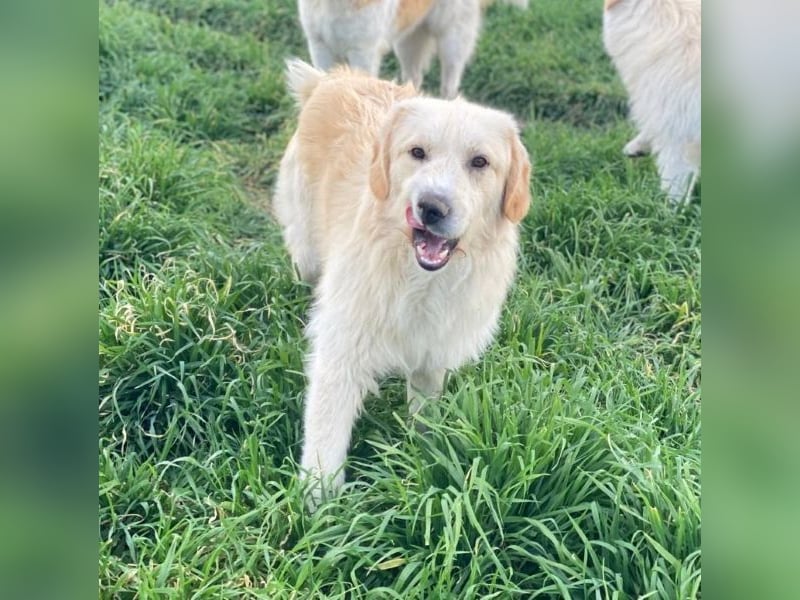 Arina, geb. ca. 10/2024, lebt in GRIECHENLAND, im städt. Tierheim Serres