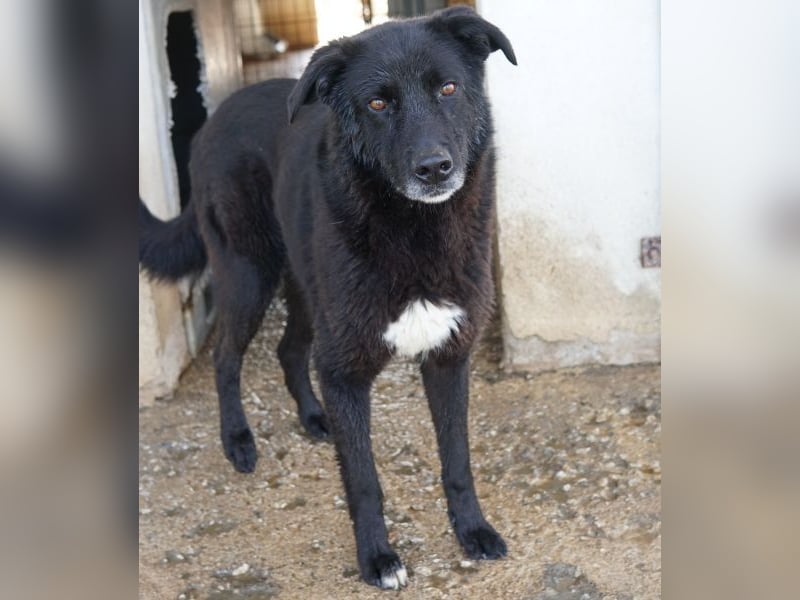 Acero, geb. ca. 01/2019, lebt in GRIECHENLAND, im städt. Tierheim Serres