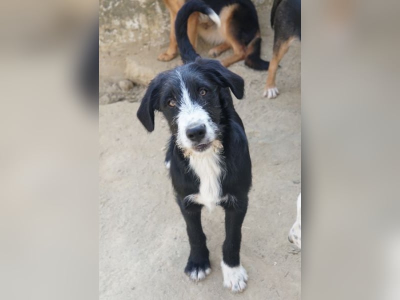 Kasimir, geb. ca. 09/2025, lebt in GRIECHENLAND, auf einer privaten Pflegestelle