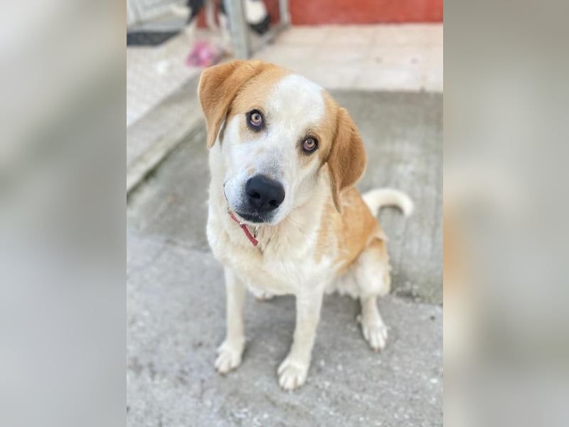 Nikki, geb. ca. 06/2022, lebt in GRIECHENLAND, im städt. Tierheim Serres