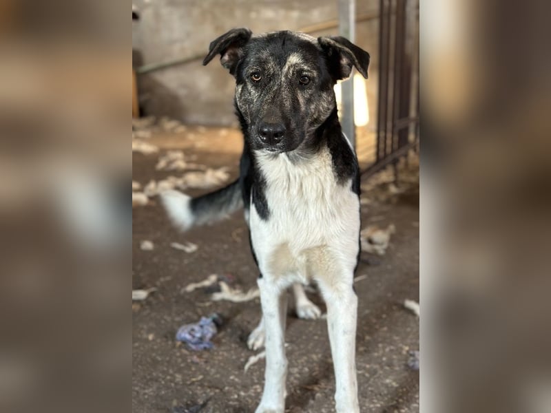 Kaiser, geb. ca. 12/2023, lebt in GRIECHENLAND, auf einem Gelände, Hunde werden notdürftig versorgt