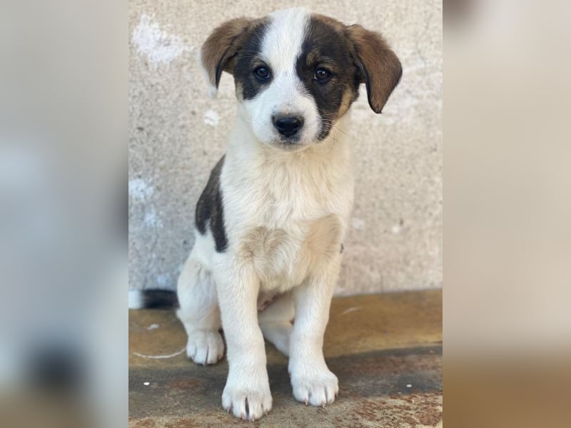 Yoko, geb. ca. 03/2026, lebt in GRIECHENLAND, auf einer privaten Pflegestelle