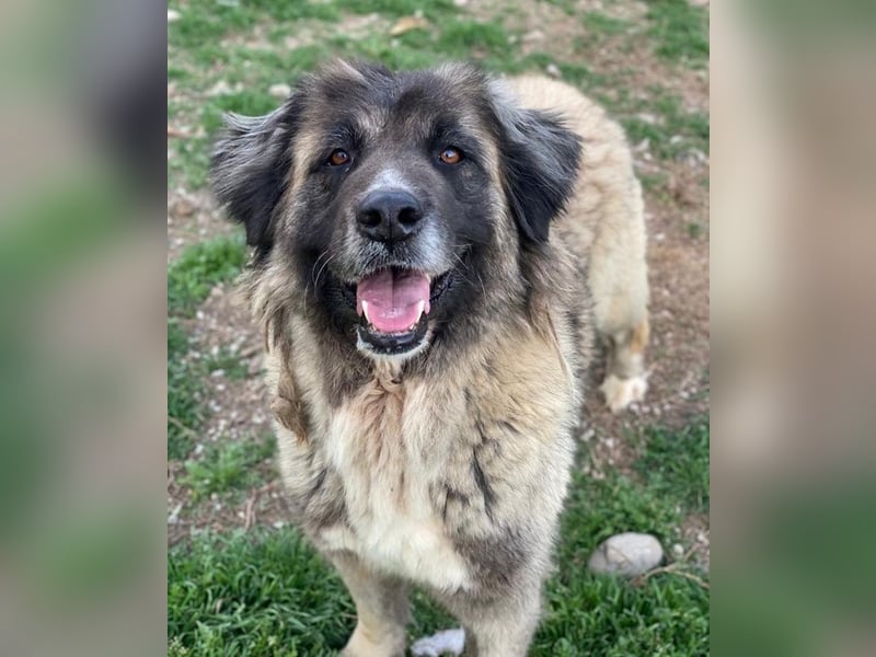 Harper, geb. ca. 12/2018, lebt in GRIECHENLAND, im städt. Tierheim Serres