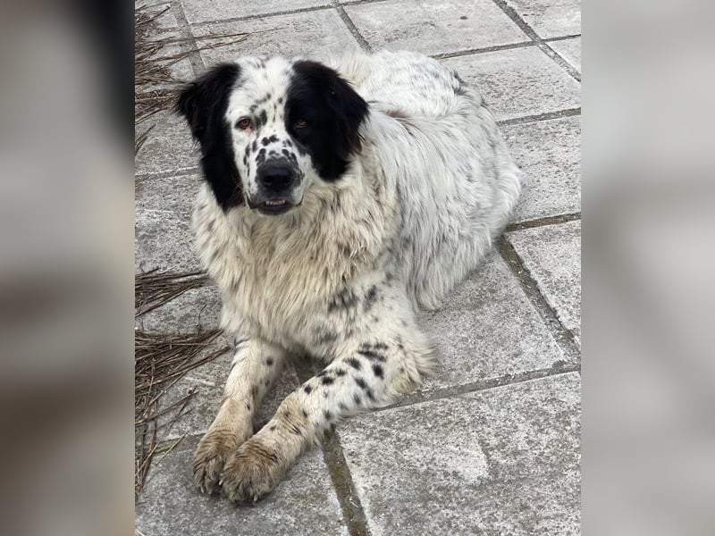 Blossom, geb. ca. 09/2024, lebt in GRIECHENLAND, beim städt. Tierheim Serres