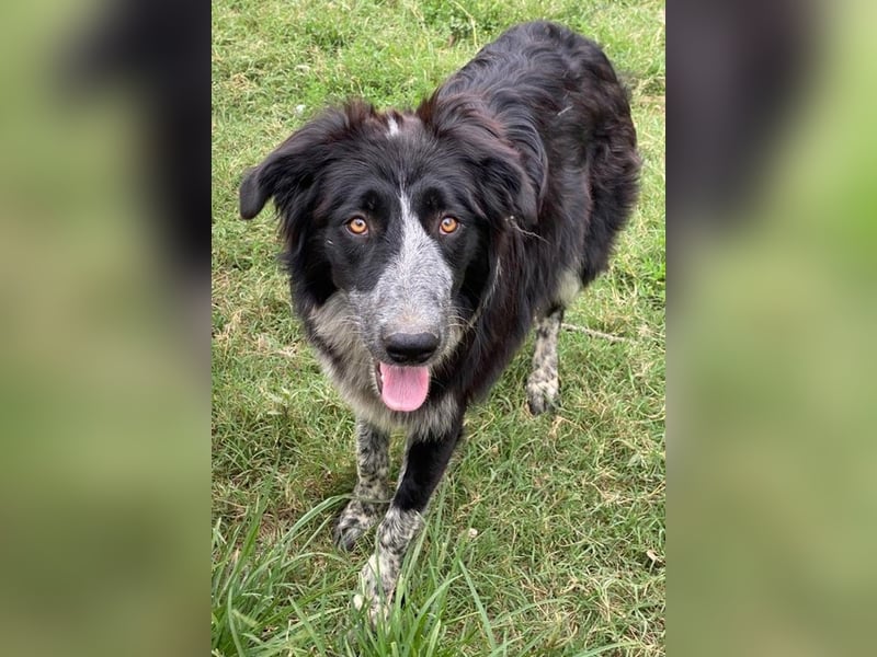 Lessa, geb. ca. 09/2022, lebt in GRIECHENLAND, im städt. Tierheim Serres