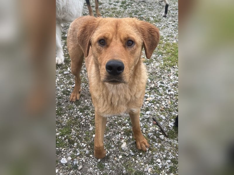 Valor, geb. ca. 05/2024, lebt in GRIECHENLAND, auf einem Gelände, wird notdürftig versorgt