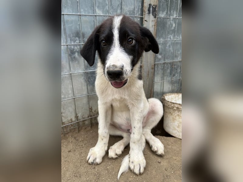 Sandor, geb. ca. 05/2024, lebt in GRIECHENLAND, auf einer privaten Pflegestelle