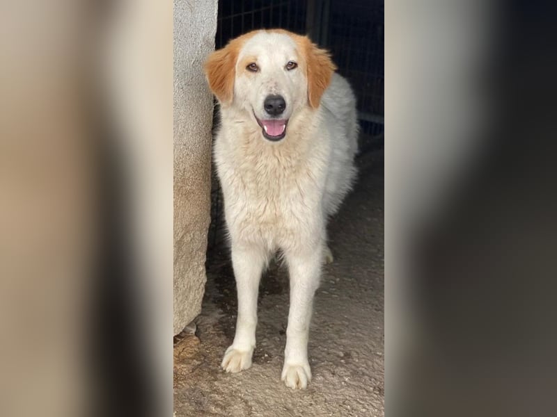 Tobby, geb. ca. 11/2022, lebt in GRIECHENLAND, im städt. Tierheim Serres