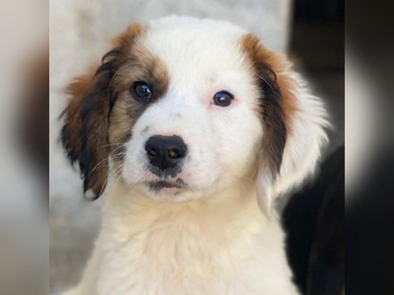 Fidi, geb. ca. 08/2025, lebt in GRIECHENLAND, im städt. Tierheim Serres