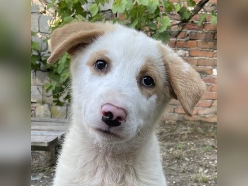 Miko, geb. ca. 02/2025, lebt in GRIECHENLAND, im städt. Tierheim Serres