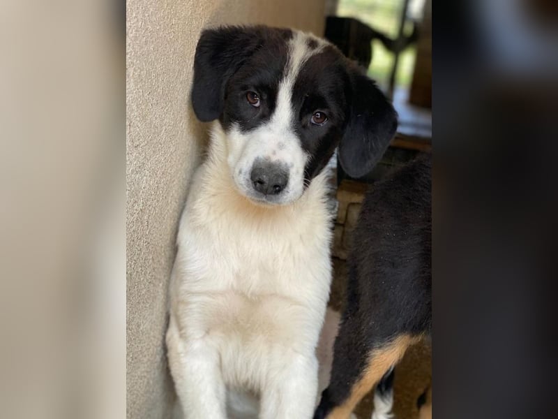 Zenzi, geb. ca. 01/2025, lebt in GRIECHENLAND, im städt. Tierheim Serres