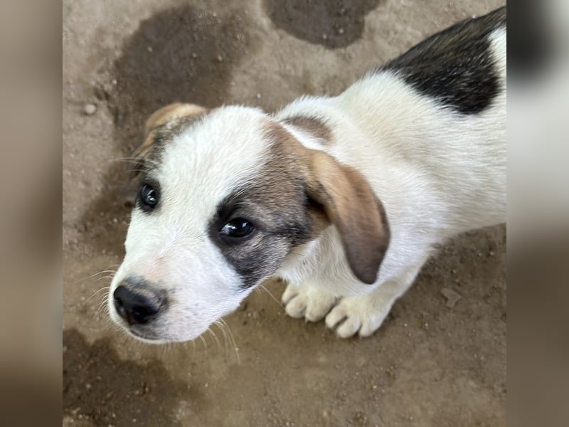 Zengo, geb. ca. 02/2025, lebt in GRIECHENLAND, auf einer privaten Pflegestelle