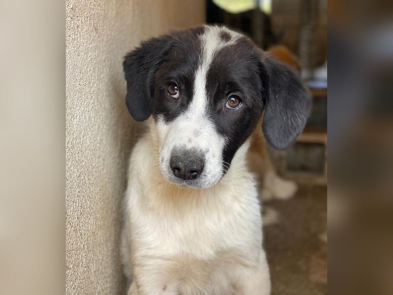 Zenzi, geb. ca. 01/2025, lebt in GRIECHENLAND, im städt. Tierheim Serres