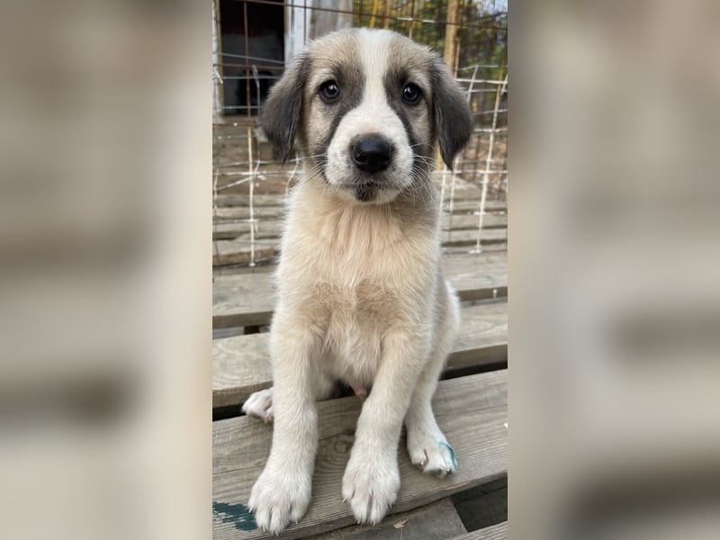 Carlo, geb. ca. 08/2022, lebt in GRIECHENLAND, auf einer privaten Pflegestelle