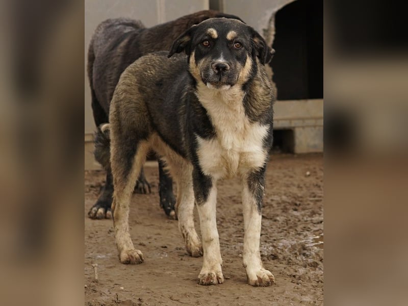 Susi, geb. ca. 09/2022, lebt in GRIECHENLAND, im städt. Tierheim Serres