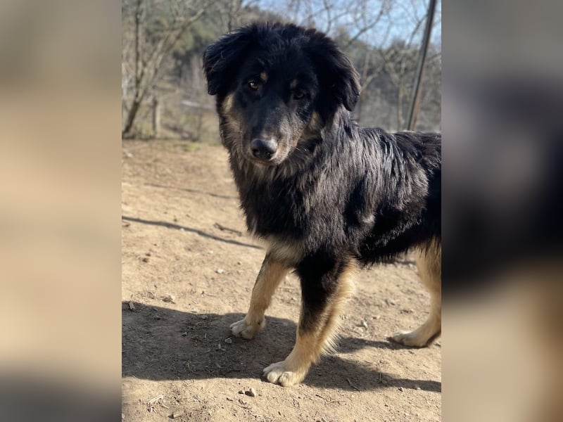 Marcello, geb. ca. 04/2022, lebt in GRIECHENLAND, auf einer privaten Pflegestelle