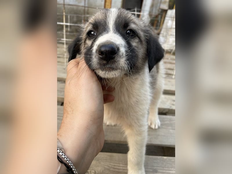 Grace, geb. ca. 08/2022, lebt in GRIECHENLAND, auf einer privaten Pflegestelle