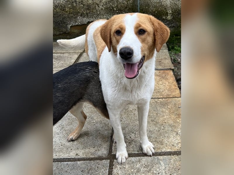 Laola, geb. ca. 05/2024, lebt in GRIECHENLAND, auf einem Gelände, wird notdürftig versorgt