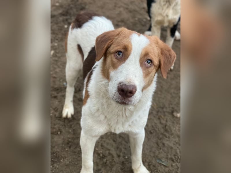 Herkos, geb. ca. 01/2025, lebt in GRIECHENLAND, auf einer privaten Pflegestelle