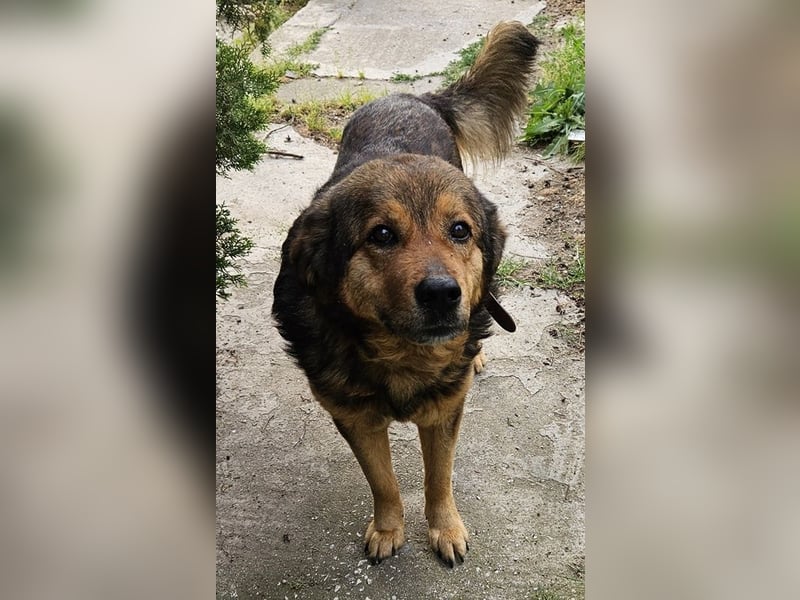 Frieder, geb. ca. 11/2019, lebt in GRIECHENLAND, im städt. Tierheim Serres