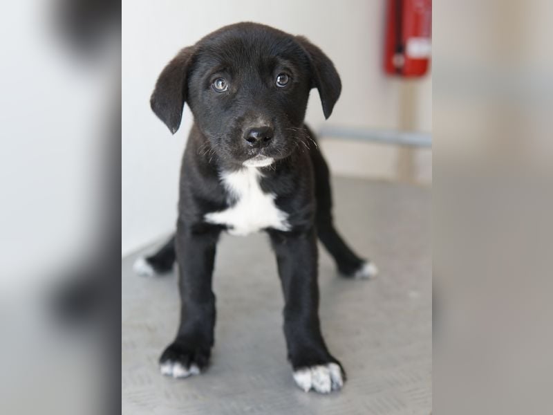 Jula, geb. ca. 12/2025, lebt in GRIECHENLAND, auf einer privaten Pflegestelle