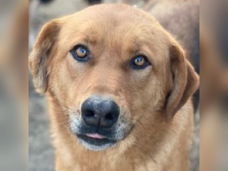 Pixie, geb. ca. 10/2022, lebt in GRIECHENLAND, im städt. Tierheim Serres