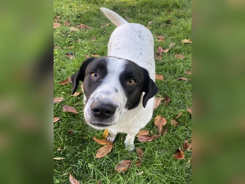 Penny, geb. ca. 05/2023, lebt in GRIECHENLAND, im städt. Tierheim Serres