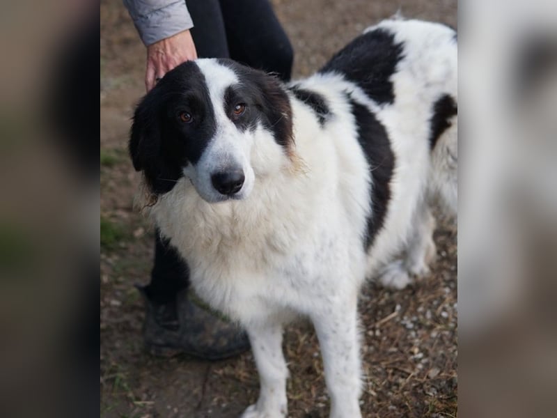 Maella, geb. ca. 02/2020, lebt in GRIECHENLAND, im städt. Tierheim Serres