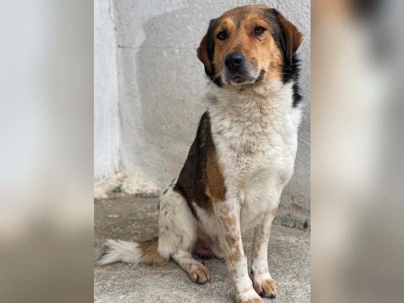 Noah, geb. ca. 10/2020, lebt in GRIECHENLAND, im städt. Tierheim Serres