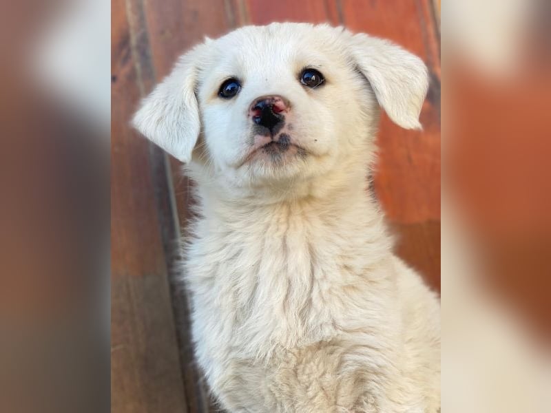 Saki, geb. ca. 03/2026, lebt in GRIECHENLAND, auf einer privaten Pflegestelle