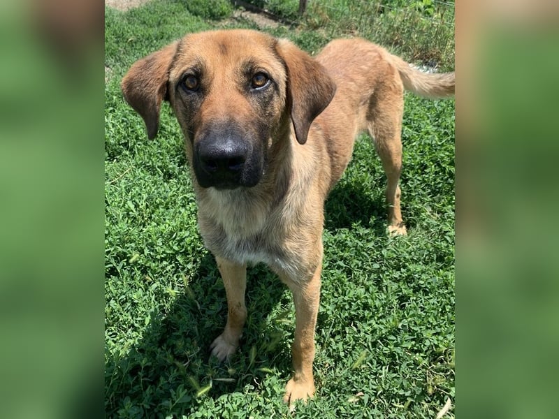 Xawi, geb. ca. 12/2019, lebt in GRIECHENLAND, im städt. Tierheim Serres