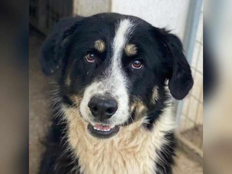 Cars, geb. ca. 12/2023, lebt in GRIECHENLAND, im städt. Tierheim Serres