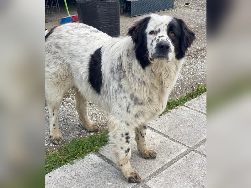 Blossom, geb. ca. 09/2024, lebt in GRIECHENLAND, beim städt. Tierheim Serres