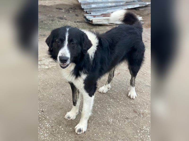 Quentin, geb. ca. 11/2022, lebt in GRIECHENLAND, im städt. Tierheim Serres