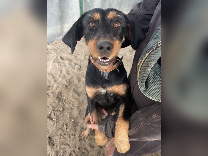 Leonarda, geb. ca. 02/2024, lebt in GRIECHENLAND, auf einer privaten Pflegestelle