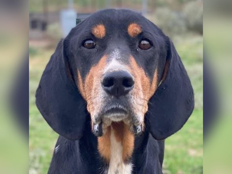 Joker, geb. ca. 11/2021, lebt in GRIECHENLAND, im städt. Tierheim Serres Joker, geb. ca. 11/2021, lebt in GRIECHENLAND, im städt. Tierheim Serres