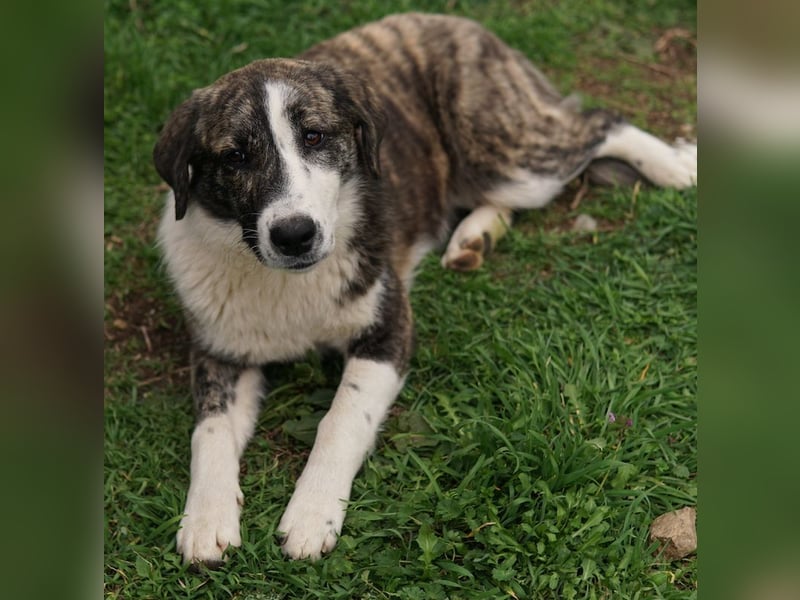 Paula, geb. ca. 07/2023, lebt in GRIECHENLAND, auf einem Gelände, Hunde werden notdürftig versorgt