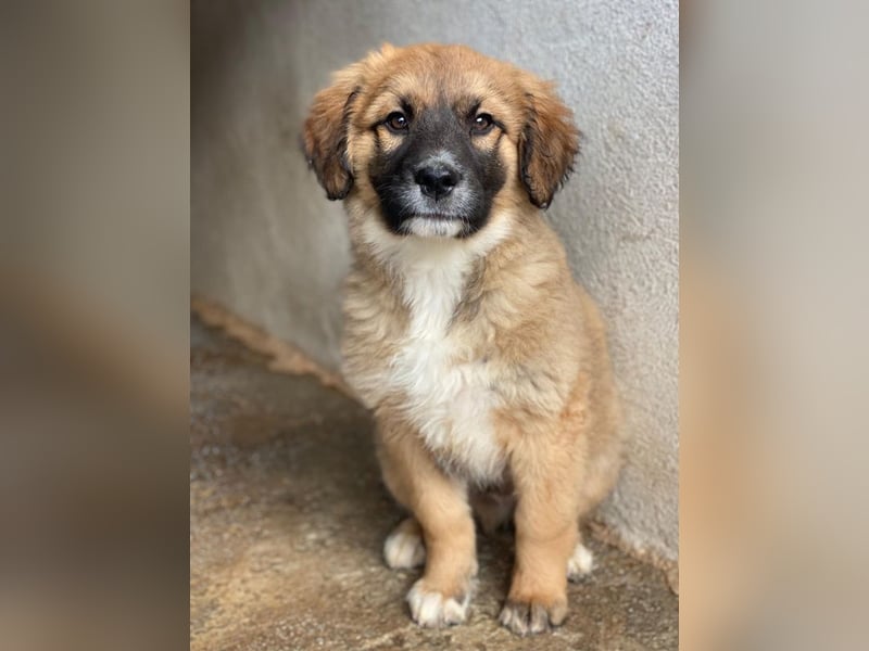 Mats, geb. ca. 12/2025, lebt in GRIECHENLAND, im städt. Tierheim Serres