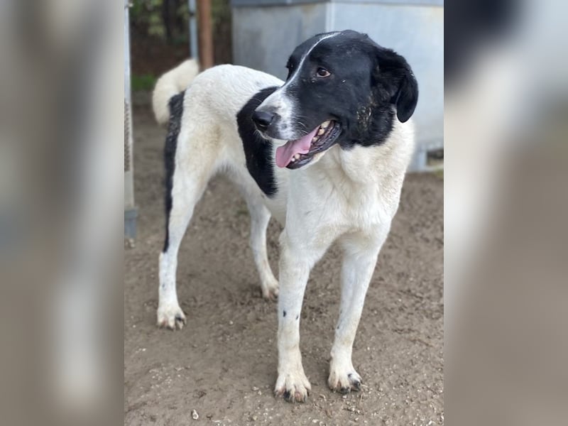 Kastor, geb. 01/2019, lebt in GRIECHENLAND, im städt. Tierheim Serres