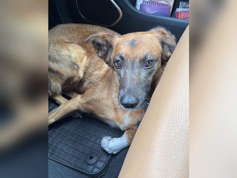 Georgia, geb. ca. 05/2019, lebt bei einer Familie in 13503 Berlin, Vermittlungshilfe