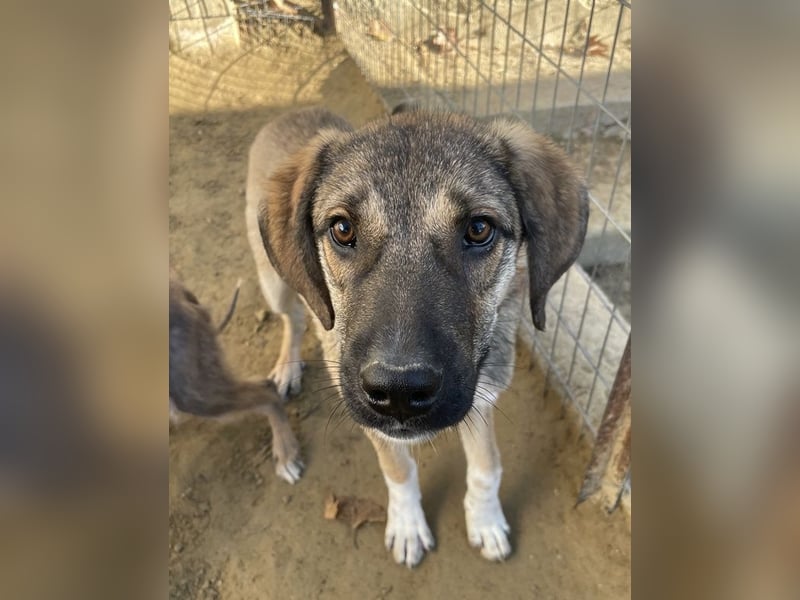 Ryn,  geb. ca. 06/2025, lebt in GRIECHENLAND, auf einer privaten Pflegestelle