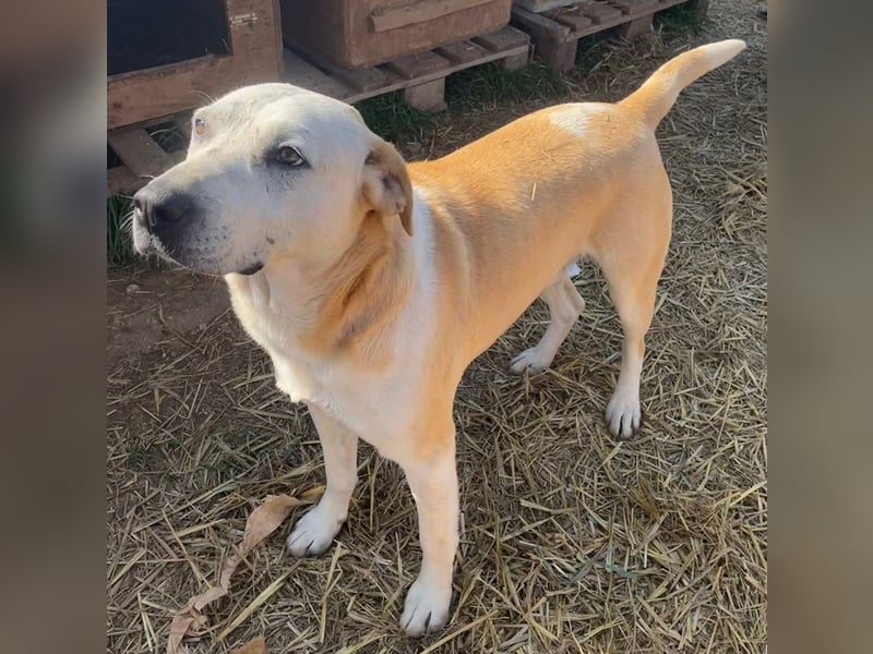 Ikarus, geb. ca. 04/2019, lebt in GRIECHENLAND, auf einem Gelände, wird notdürftig versorgt