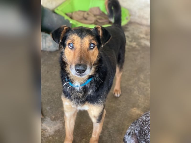 Tizian, geb. ca. 04/2022, lebt in GRIECHENLAND, auf einer privaten Pflegestelle