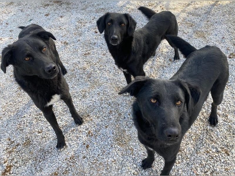 Acero, geb. ca. 01/2019, lebt in GRIECHENLAND, im städt. Tierheim Serres