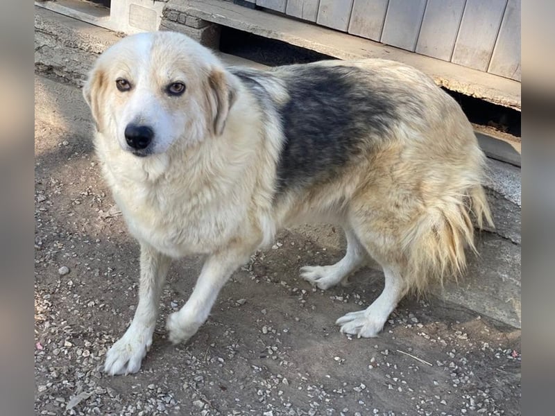 Gelja, geb. ca. 03/2022, lebt in GRIECHENLAND, im städt. Tierheim Serres