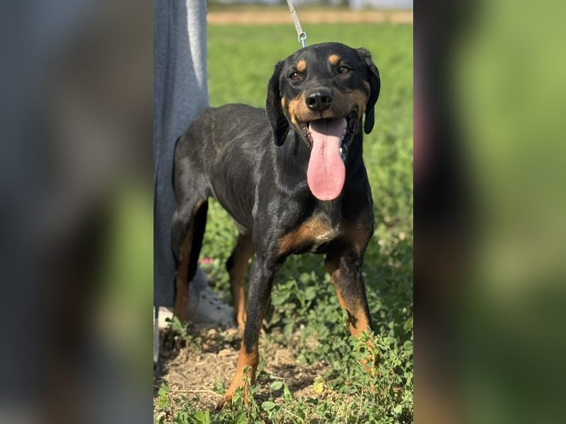 Zwölf, geb. ca. 10/2021, lebt in GRIECHENLAND, auf einer privaten Pflegestelle