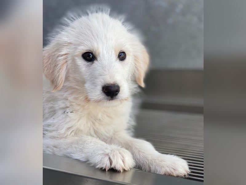 Zucker, geb. ca. 01/2026, lebt in GRIECHENLAND, auf einer privaten Pflegestelle