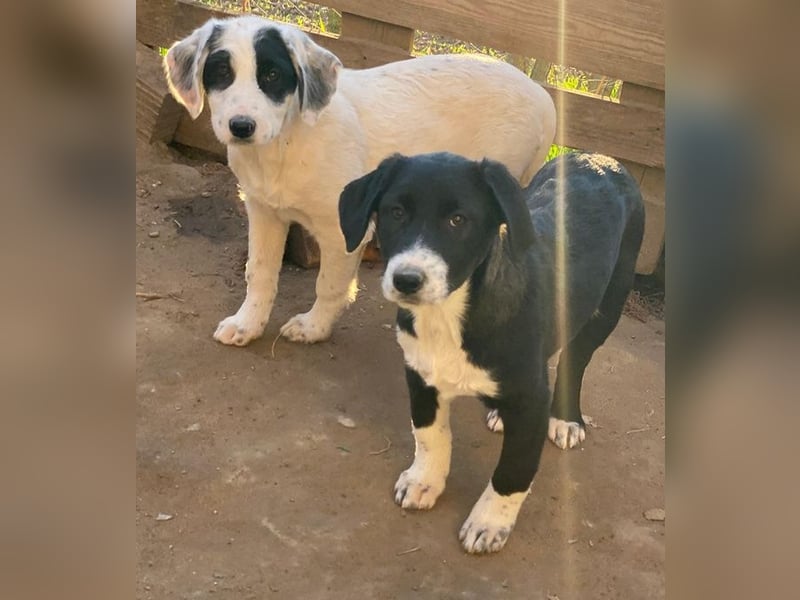 Pinot Noir, geb. ca. 08/2025, lebt in GRIECHENLAND, auf einer privaten Pflegestelle