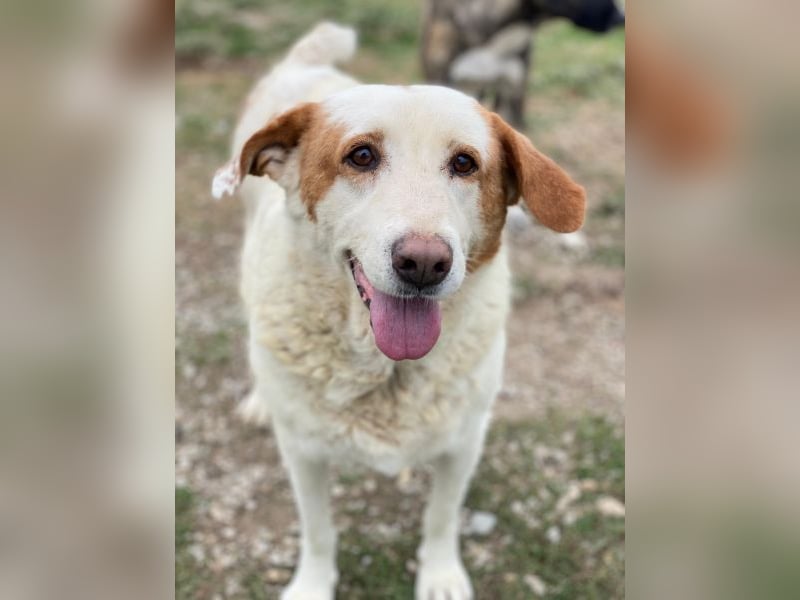 Lucero, geb. ca. 04/2016, lebt in GRIECHENLAND, im städt. Tierheim Serres