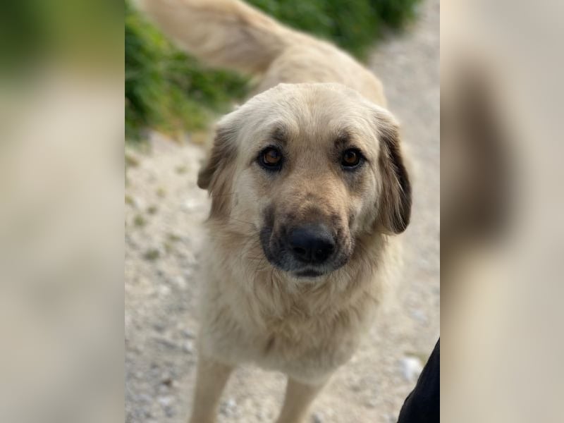 Hermine Granger, geb. ca. 12/2023, lebt in GRIECHENLAND, im städt. Tierheim Serres